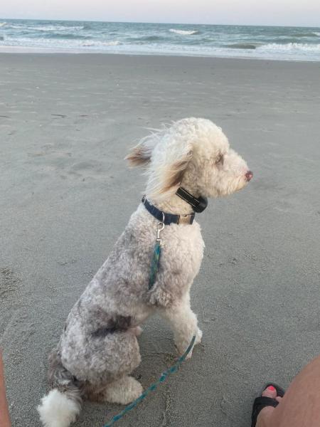5 O'clock Somewhere, Dogs Ok, Quick Walk To Ocean - North Myrtle Beach, SC
