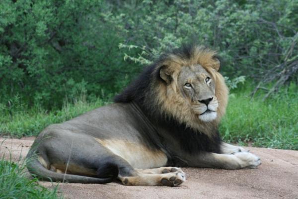Tshukudu Bush Camp - Hoedspruit