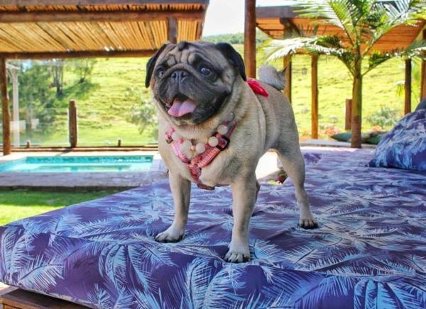 A la foto es mostra l'objecte Villa Ayê Socorro SP - Pousada Petfriendly situat a la ciutat de Socorro.