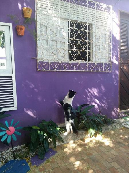 A la foto es mostra l'objecte Hostel Margo House situat a la ciutat de Natal.