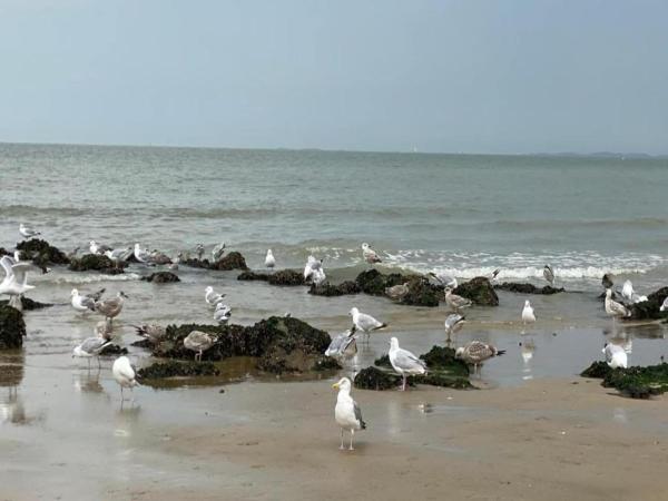 Modern Coastal Stay In Knokke-heist - Knokke-Heist