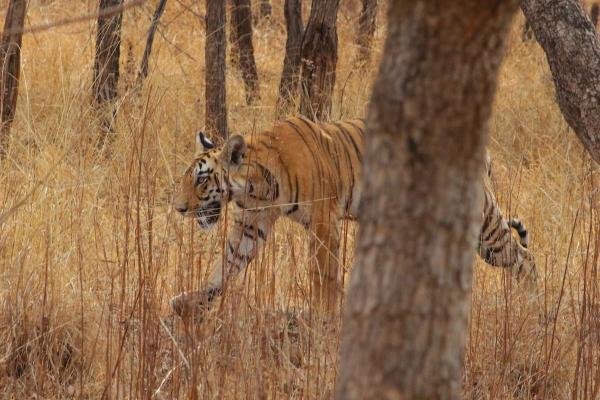 Tiger Safari Tour Package - Bor Tiger Reserve, Veg With Stay All Inclusive - Chine