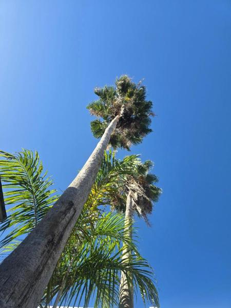 En la foto se muestra el objeto Sea Shell Palms, Ocho Rios ubicado en la ciudad de Cherryfield.