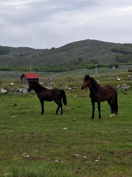 Autocamp Kotari - Montenegro