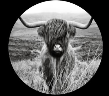 The Burrows - Inverness