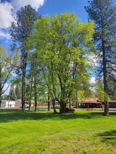 Cedar Village Motel - Spokane