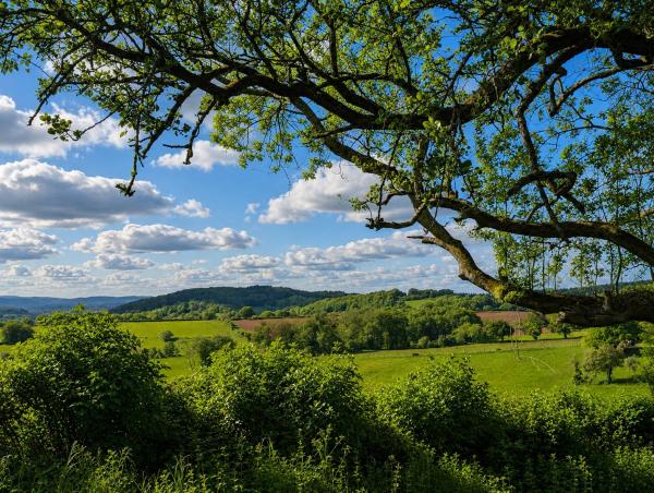 På bildet vises objektet Caplor Glamping & Lodges som ligger i byen Brockhampton.