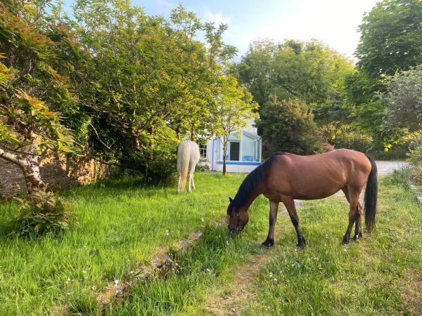 Glanleam's Gardener's Cottage - County Kerry