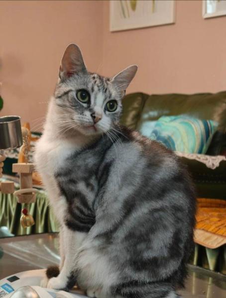 På billedet ses objektet koko's garden and cats beliggende i byen Shahepu.
