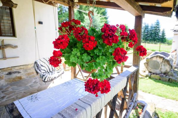Doru' Bucovinei - Suceava