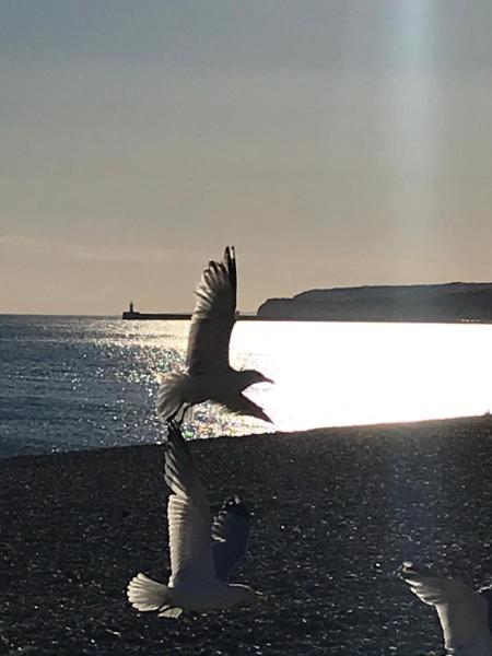Beach Retreat- Seaford-by Seven Sisters-garden Apt - Seaford