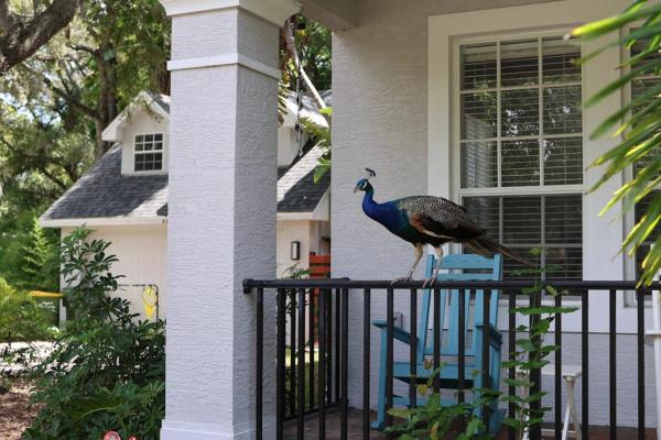 Key West Style-livin' - Sarasota