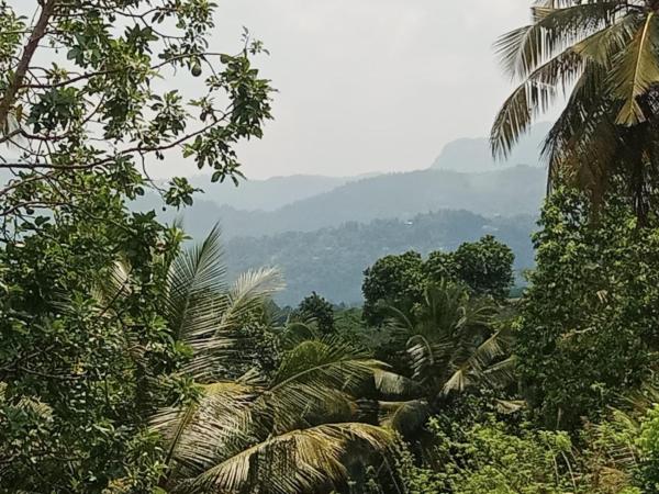 Veiw Paddy Field Home Stay - Kandy