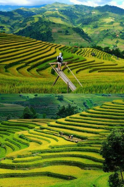 Mùa Vàng Homestay Mù Cang Chải - Tỉnh Sơn La