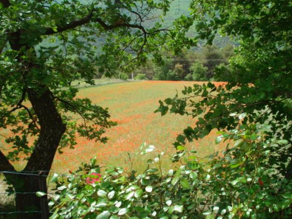 B&b Face A La Foret De Cedre - Roussillon