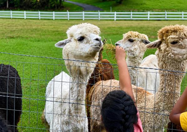 Mountaintop Rv Camping With Alpacas At Deep Creek Lake - Maryland