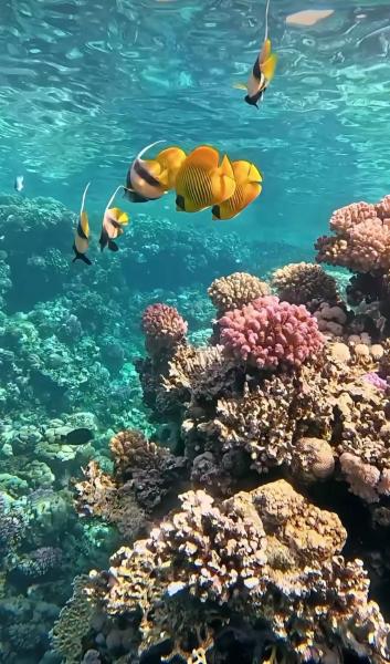 Coral Bay Vip - Scharm El-Scheich