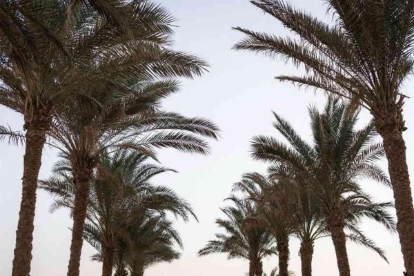 Acel Beach Resort Hotel - Egipto