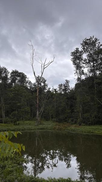 Charlie's Hidden Leaf - Chikmagalur