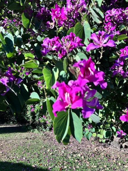 Island Retreat 4819 - Magnetic Island