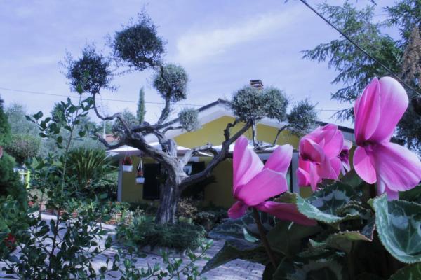 Bloemenhuis - Abruzzo