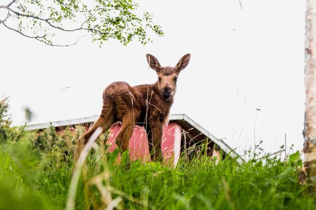 Moose Garden