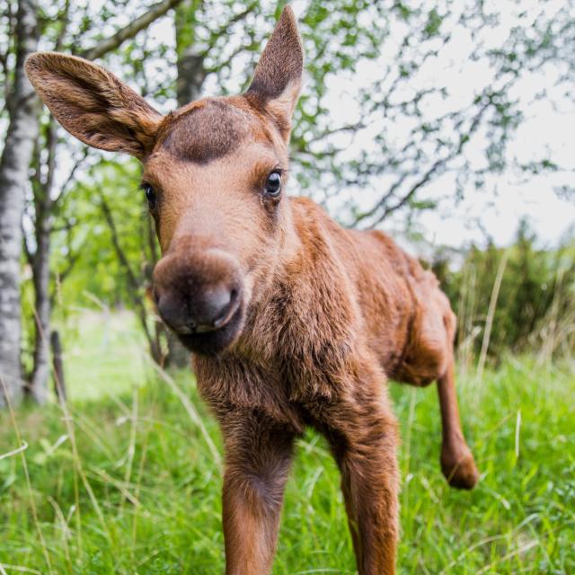 Moose Garden