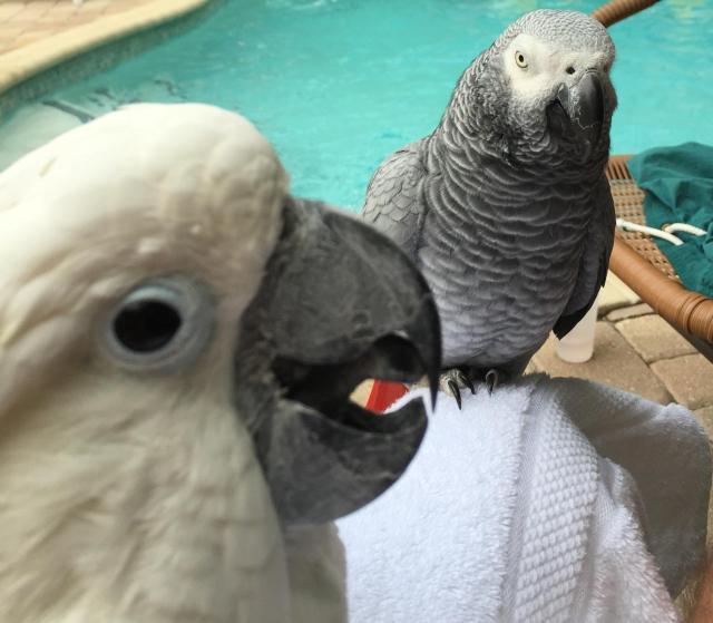 Calypso Inn Wilton Gay Male Resort