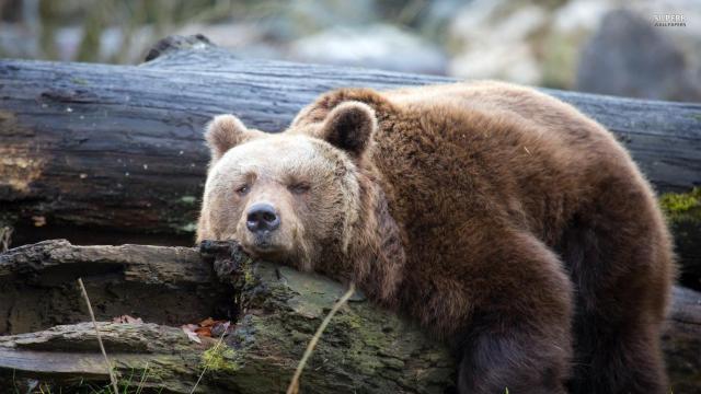 Lazy Bear