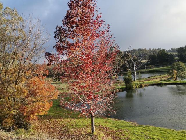 Woodlands of Balingup Bush Cottages -Flora & Fauna focused