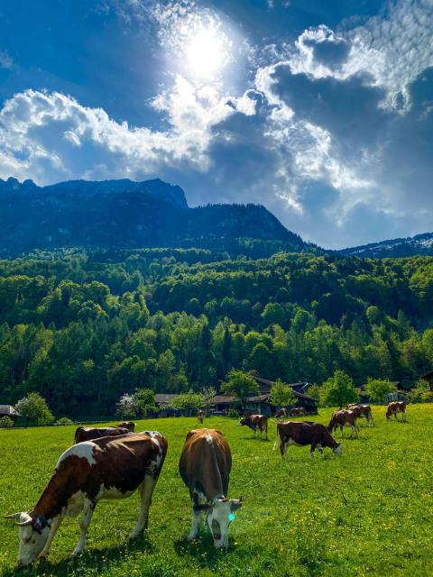 The Mad Cow