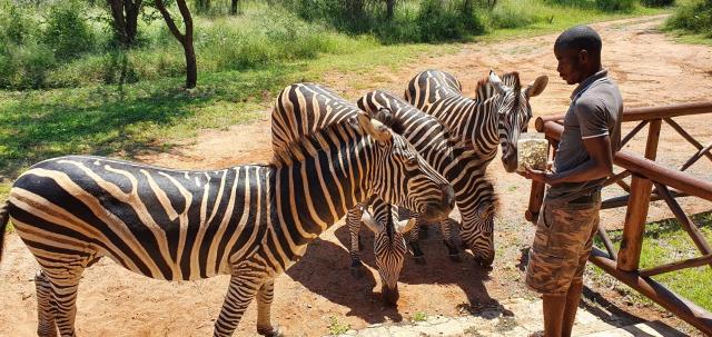 Giraffe plains