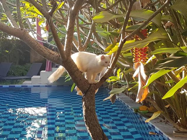Villa Rosseno - Evelyn Private pool and Garden