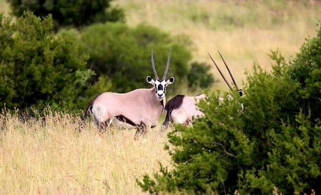 Letsatsi Game Lodge