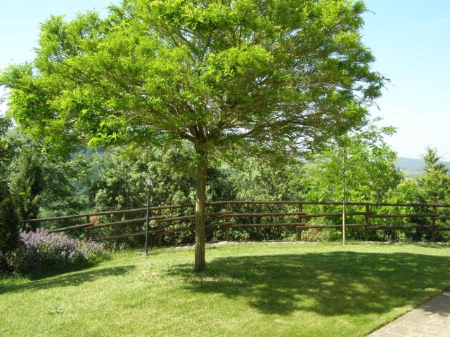 Agriturismo Collesassi