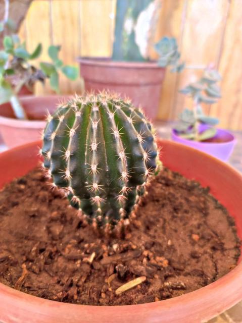 La Tribu del Indio