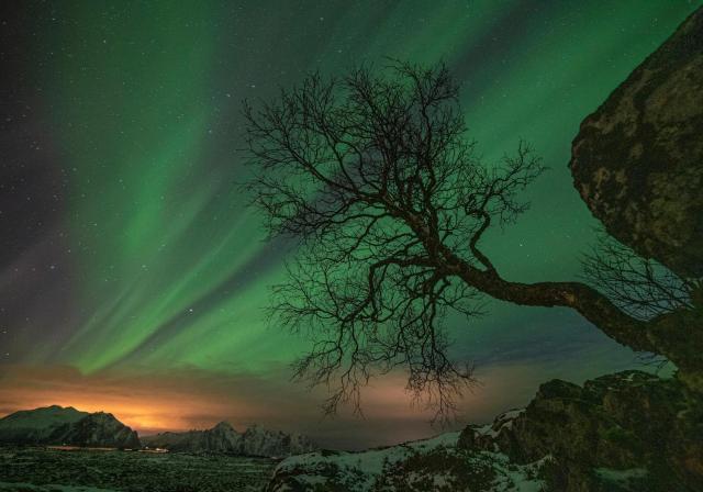 Wildlife Panorama Lofoten