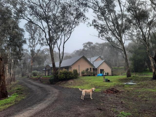 Frogmouth Hollow