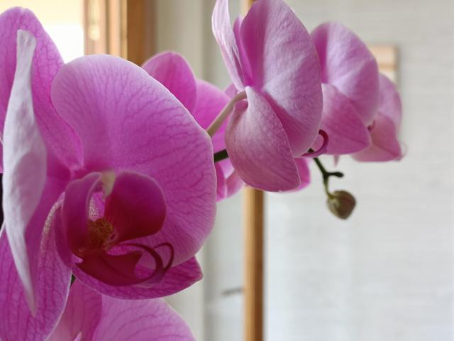 B&B villa orchidea