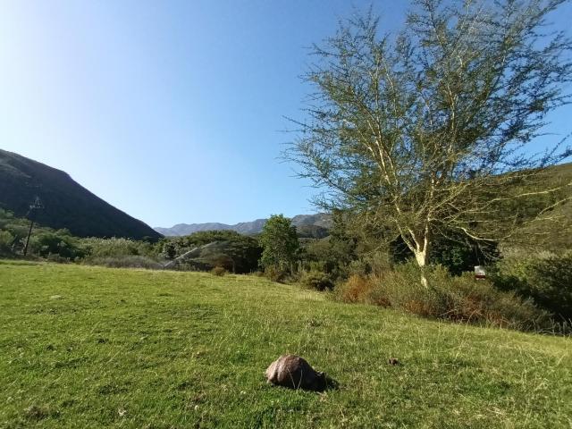 Assegai Rest