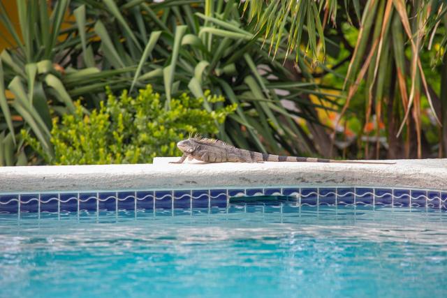 Piscadera Bay Resort 24