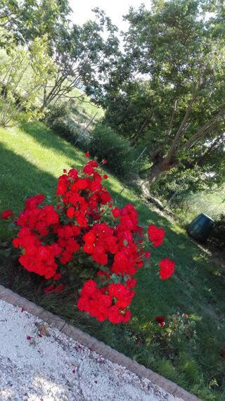 A casa di Lucy