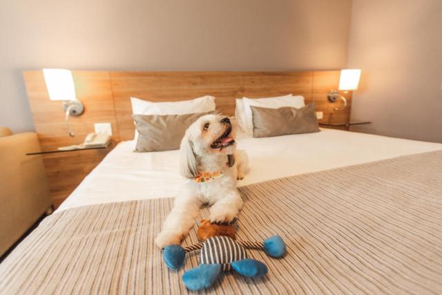 Comfort Suites Londrina