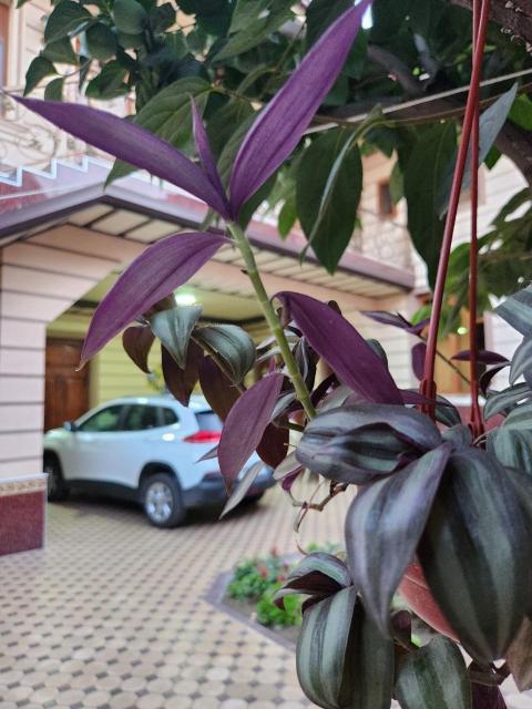 B&B Giza