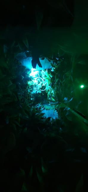 La Jungle Room