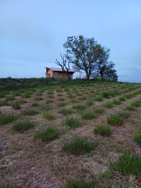 Glamping Podere Angiotto LODGE MONTIANO