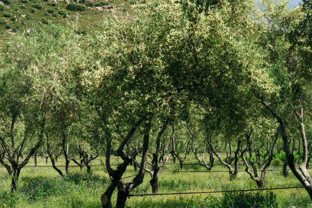 Domaine Acciola