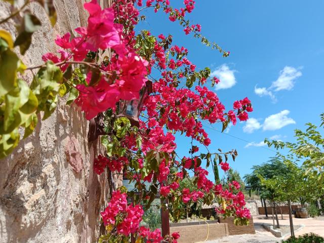 Camí Romà