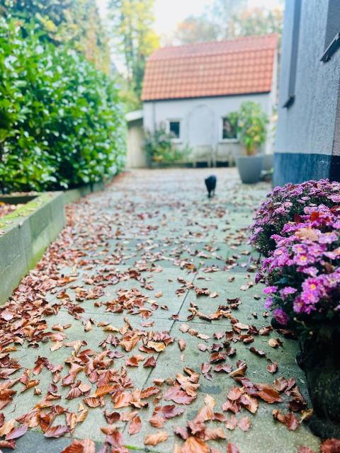 In de aap gelogeerd