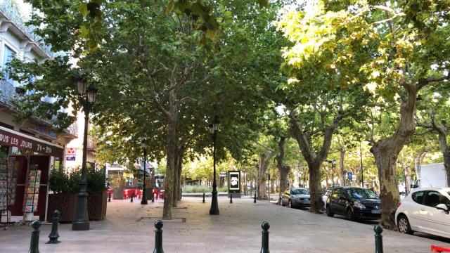 Les Platanes du centre ville